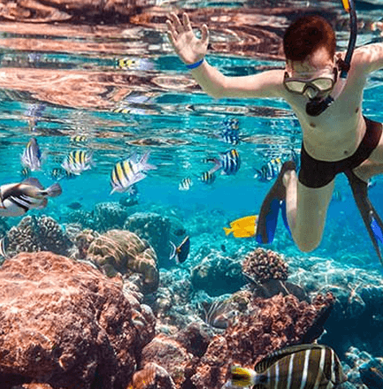 Go Diving or Snorkeling
