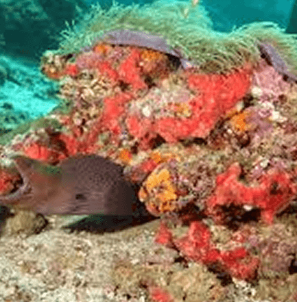 Koh Ha Coral Reefs