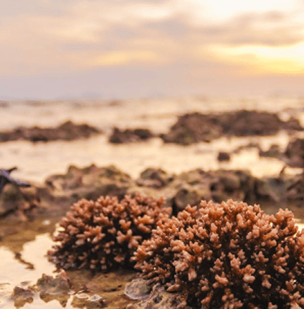 Marine Life