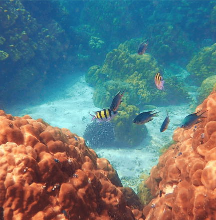 Coral Reefs