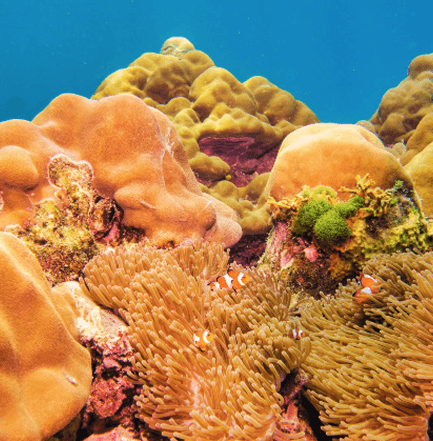 Marine Life