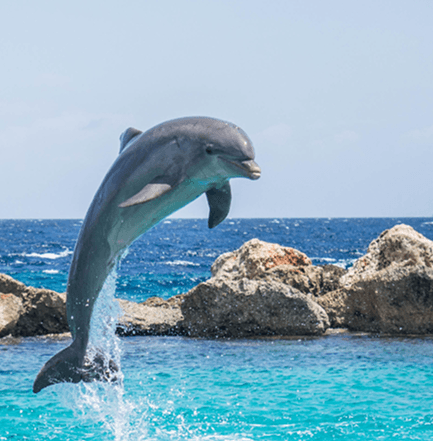 Dolphin Watching